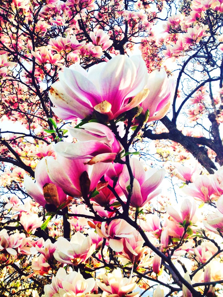 Scape, Pink, Colors