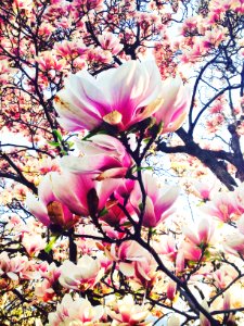 Scape, Pink, Colors