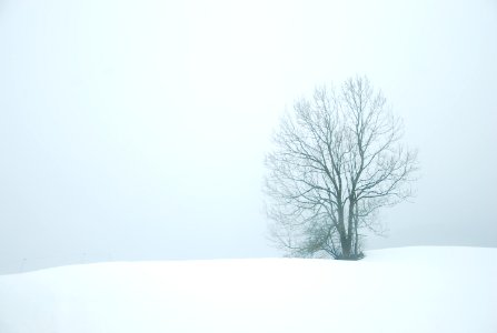 bare tree in the middle of snow field photo