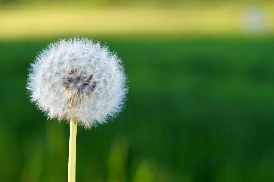 Spring field macro