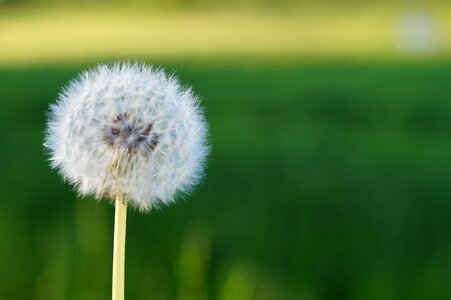 Spring field macro