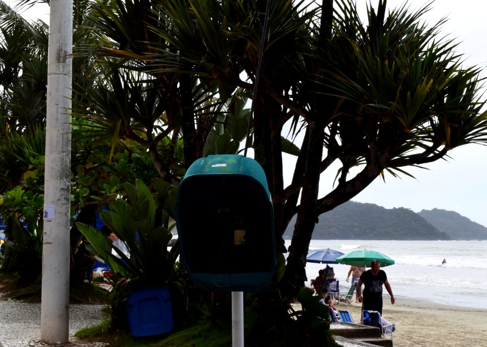 Trees, Beach