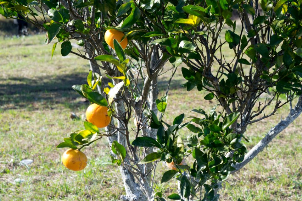 Santana do livramento, Brazil, Fruits