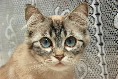 Nose animal pet