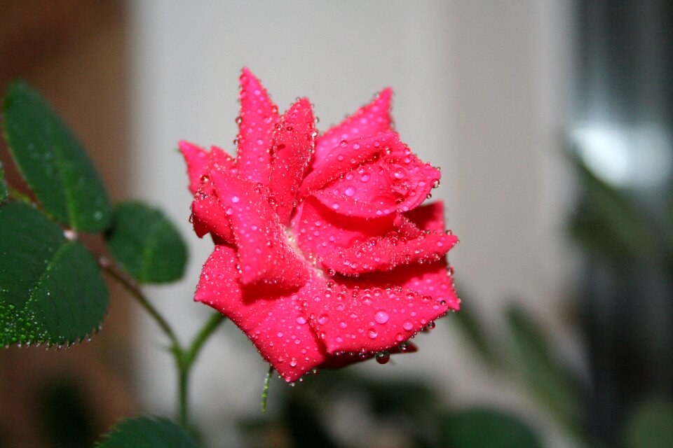 Flower red rose one rose