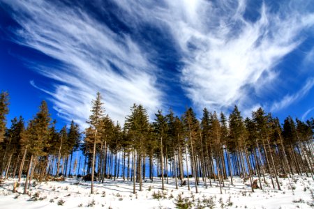 low angle photography of pine trees under blue and white sky photo