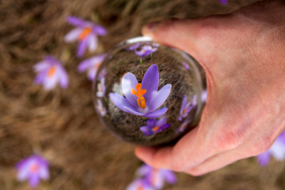 Nature, Beauty, Reflection