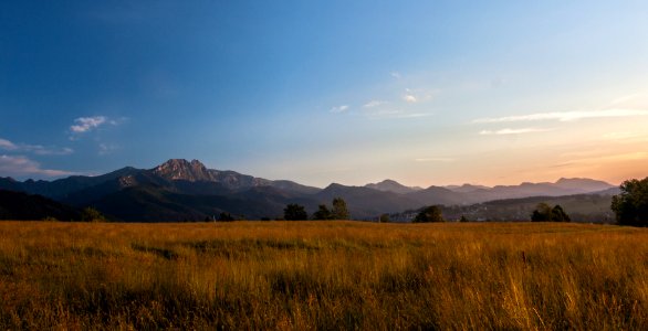 grass field in forest