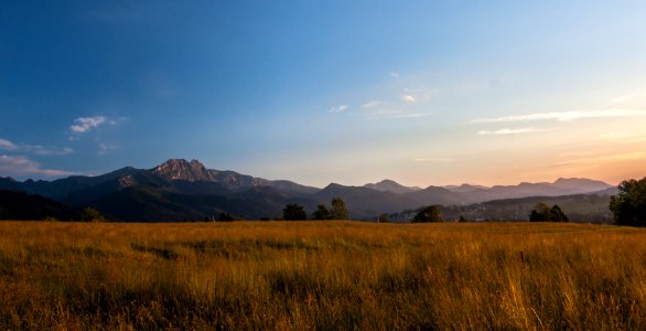 grass field in forest photo