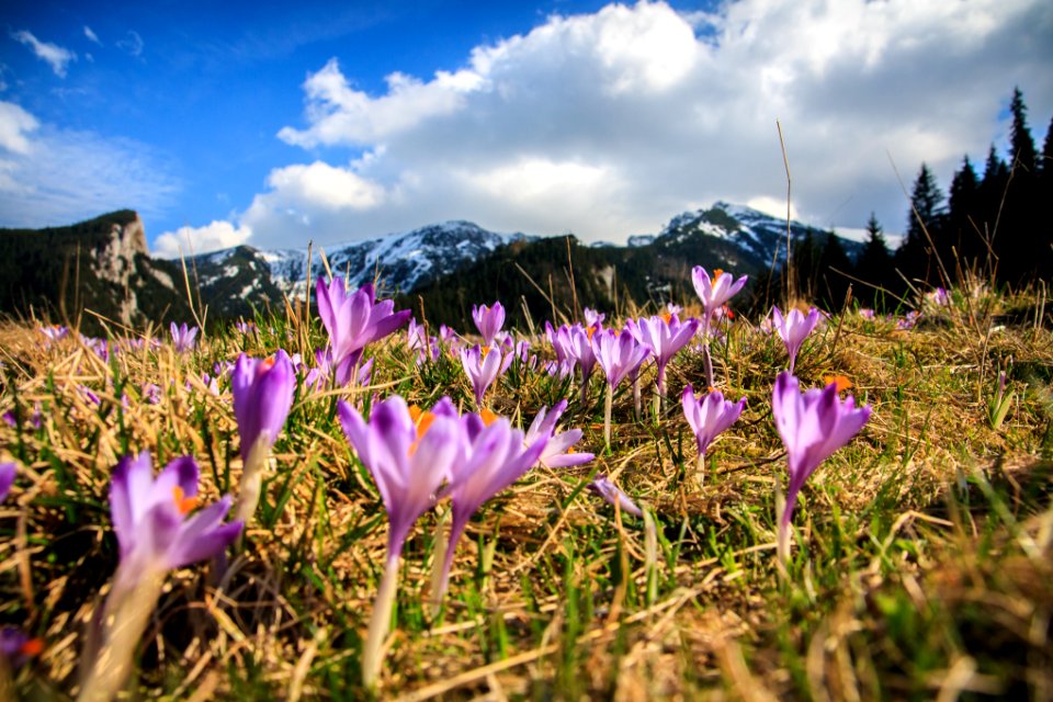 Flowers, Spring, View
