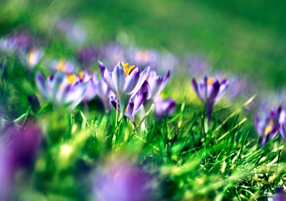 purple flower in bloom during daytime photo