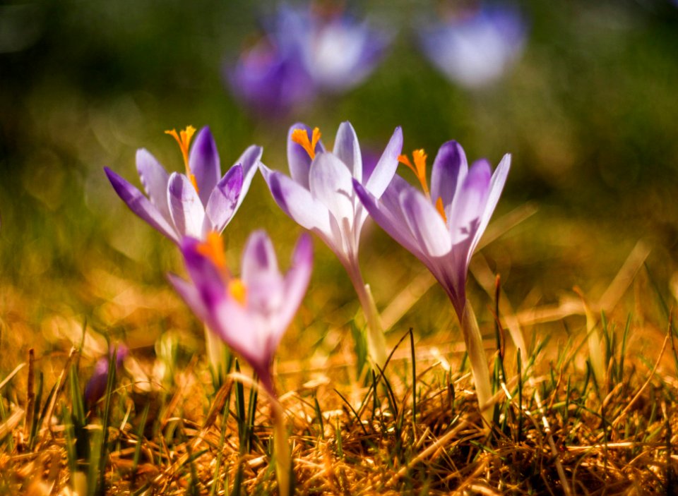 shallow focus photography of purple flowers
