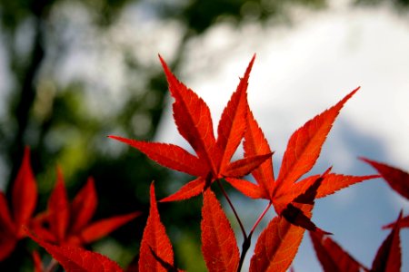 close-up photography of red maple leaves photo