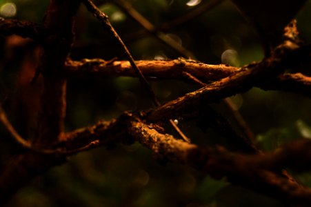 Tree, Green, Ligth photo