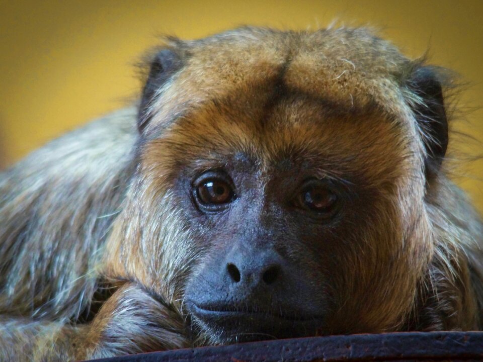 Depressed monkey nature