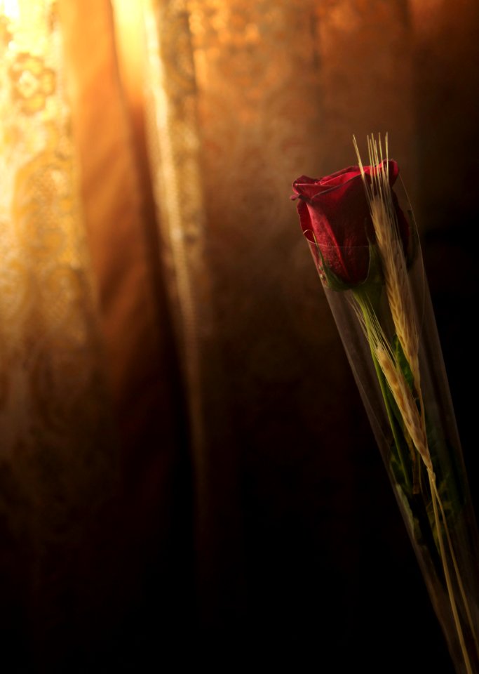 photo of red rose