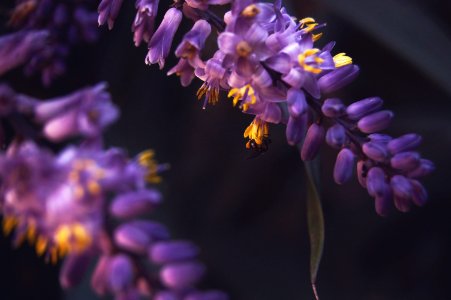 Bee, Plants