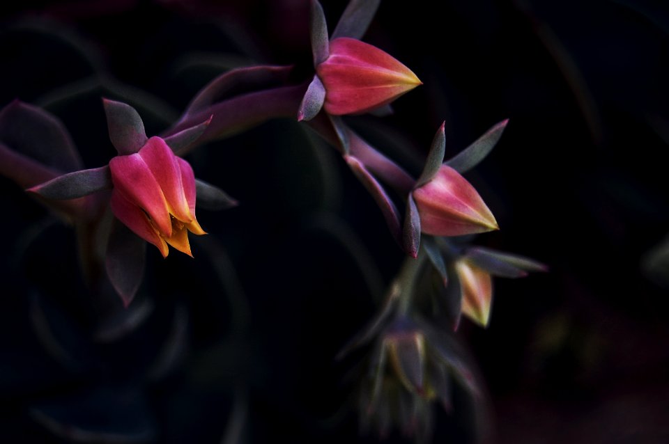 red petaled flowers