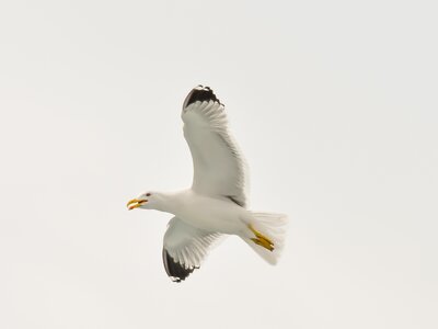Nature gull wildlife photo