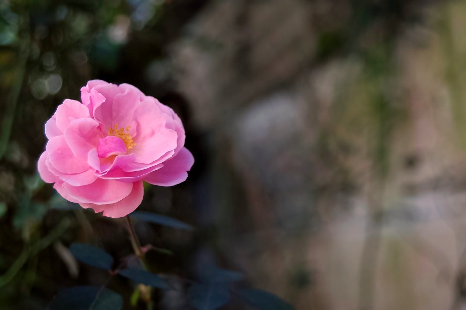 Curitiba, Brazil, Pink