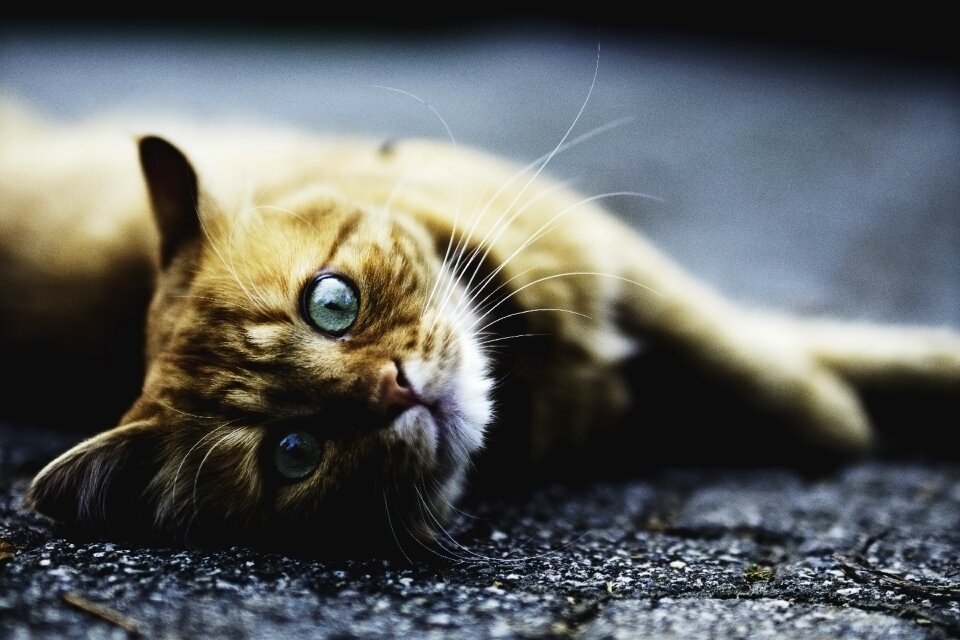 Domestic feline fur