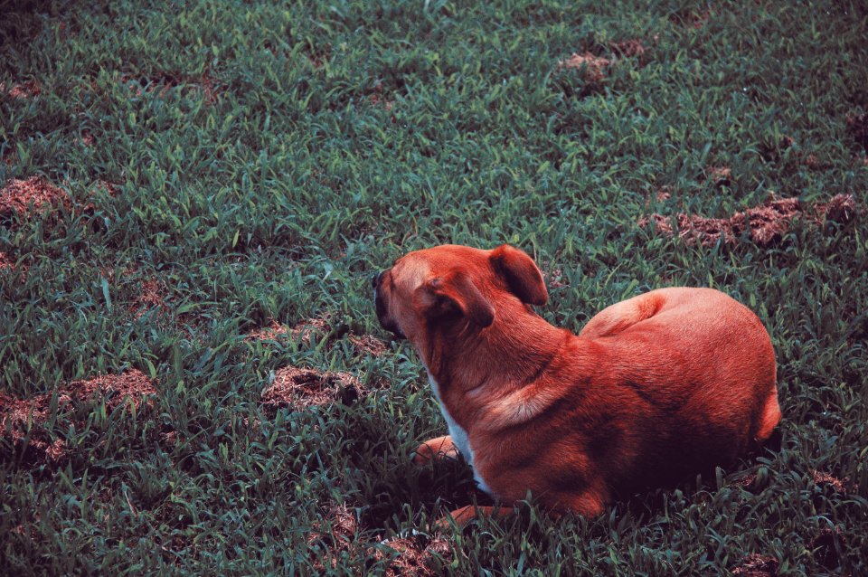 Doglover, Friend, Mansbestfriend
