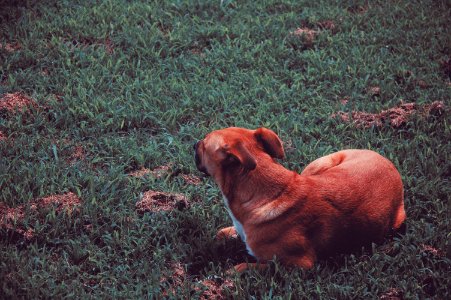 Doglover, Friend, Mansbestfriend photo