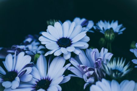white daisy flowers in closeup shot photo
