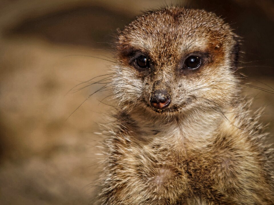 Animal nature zoological garden