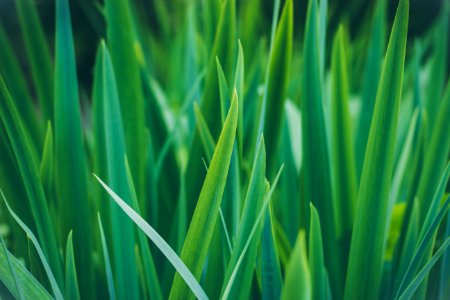 closeup photo of sword-shaped green leafed plant