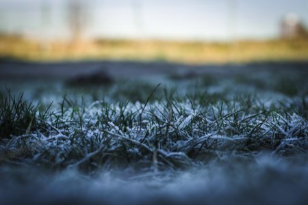 snow covered grass plant selective focal photo photo