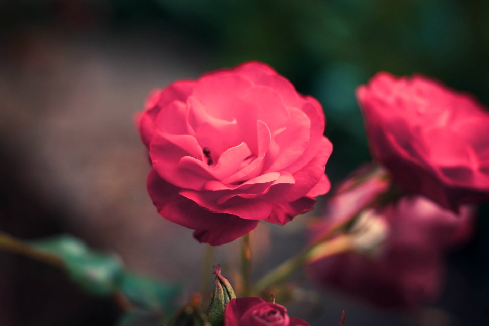 Flower, Macro, Rose