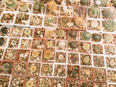 Twolittleboxes, Eduard militaru, Green