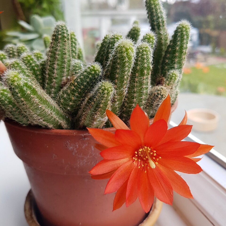 Red blossom flowering potted plant