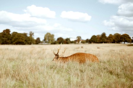 brown animal on grass field photo