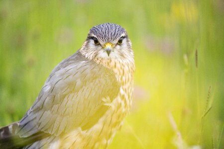 Animal bird macro photo