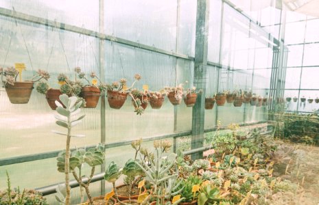 Twolittleboxes, Wallpaper, Plants