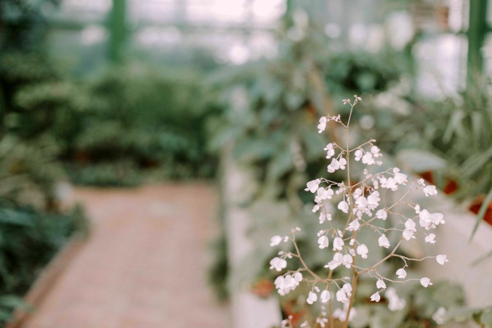 Gradina botanica, Bucharest, Romania