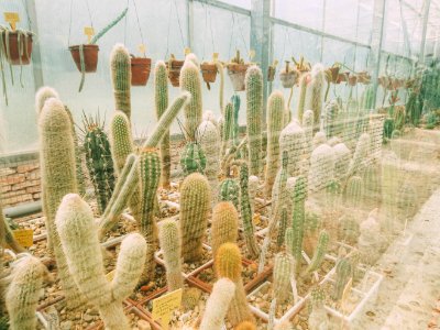 Twolittleboxes, Wallpaper, Plants