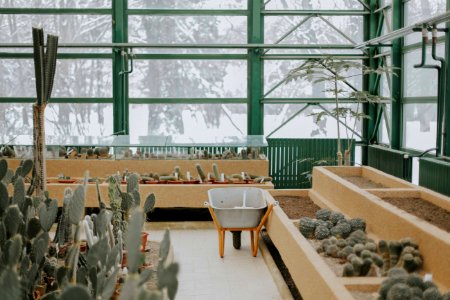 cacti inside greenhouse photo