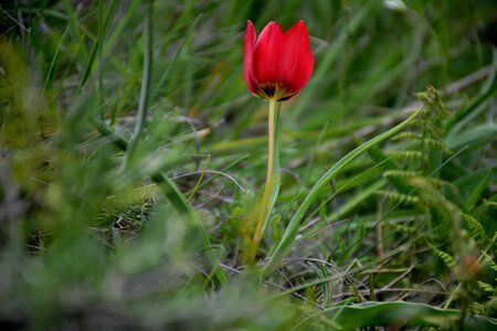 Spring anemon manisa red photo