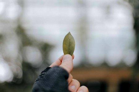 person holding brown leaf photo