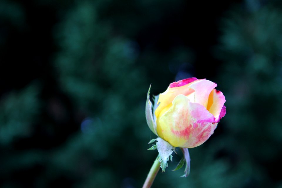 Camar s, France, Roses