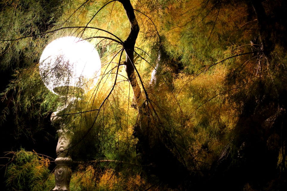San sebasti n, Spain, Trees