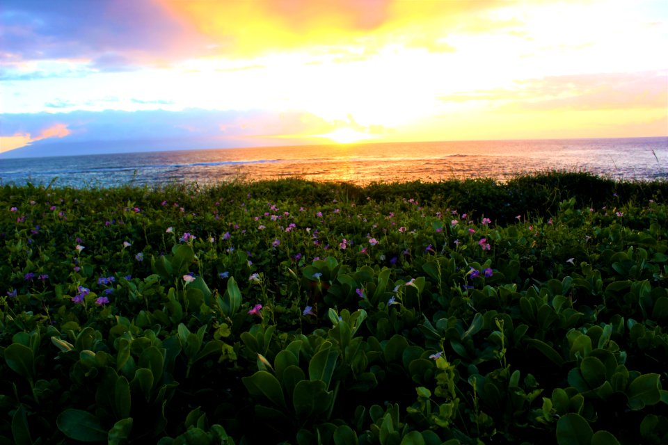 O ahu, United states, Sunset