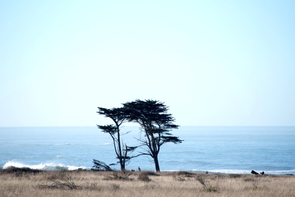 green tree near body of water during daytime