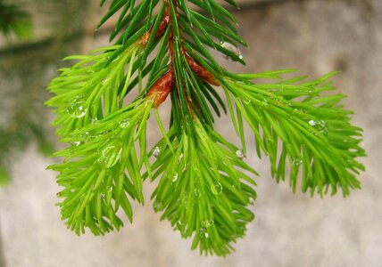 Raindrop pine needles wet photo