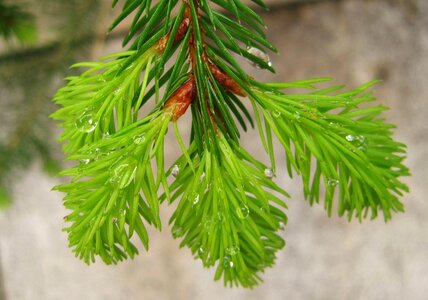 Raindrop pine needles wet