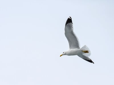 Gull nature blue