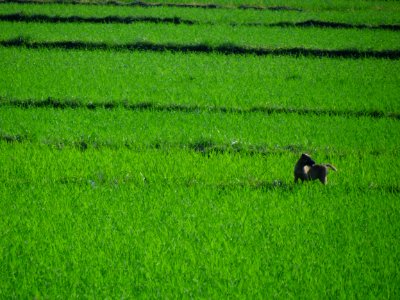 Nature, Scape, Dog photo